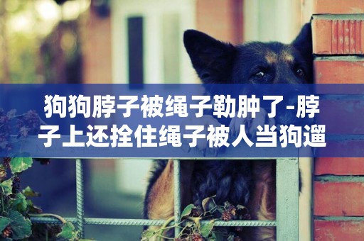 狗狗脖子被繩子勒腫了-脖子上還拴住繩子被人當狗遛