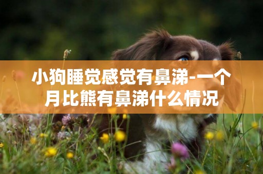 小狗睡覺感覺有鼻涕-一個月比熊有鼻涕什么情況
