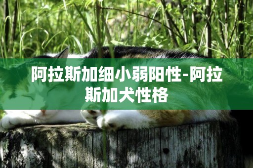 阿拉斯加細小弱陽性-阿拉斯加犬性格
