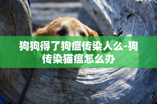 狗狗得了狗瘟傳染人么-狗傳染貓瘟怎么辦