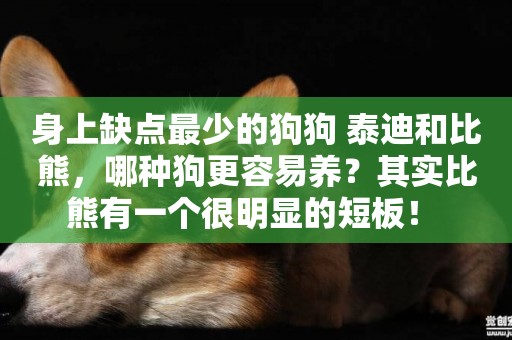 身上缺點最少的狗狗 泰迪和比熊，哪種狗更容易養？其實比熊有一個很明顯的短板！ 