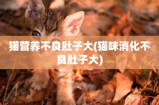 貓營養不良肚子大(貓咪消化不良肚子大)
