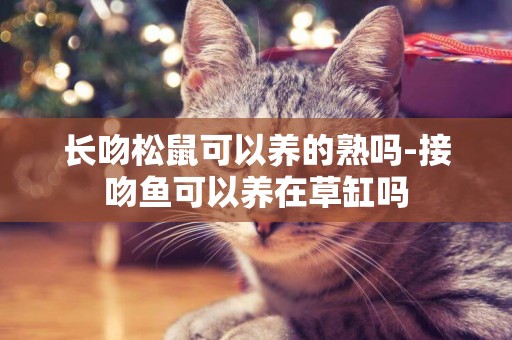 長吻松鼠可以養的熟嗎-接吻魚可以養在草缸嗎