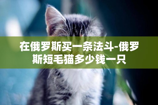 在俄羅斯買一條法斗-俄羅斯短毛貓多少錢一只