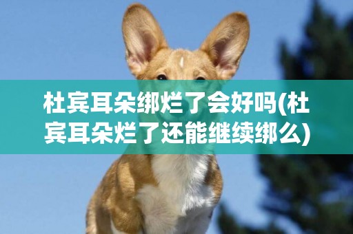 杜賓耳朵綁爛了會好嗎(杜賓耳朵爛了還能繼續綁么)