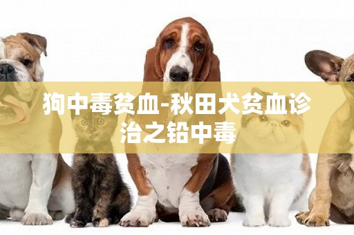 狗中毒貧血-秋田犬貧血診治之鉛中毒