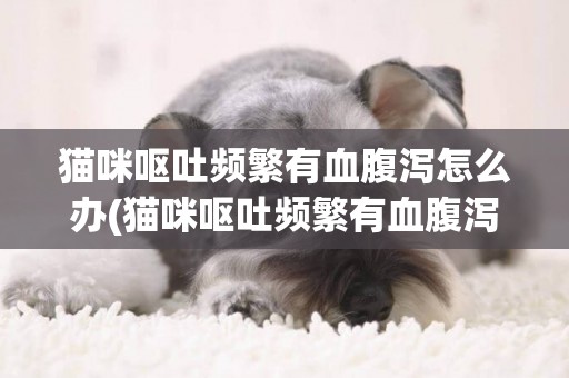 貓咪嘔吐頻繁有血腹瀉怎么辦(貓咪嘔吐頻繁有血腹瀉怎么辦啊)