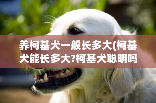 養柯基犬一般長多大(柯基犬能長多大?柯基犬聰明嗎?)
