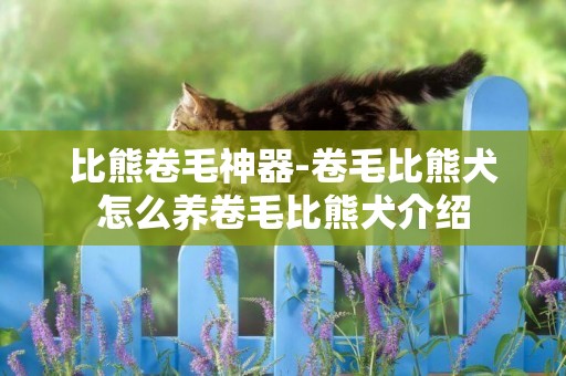 比熊卷毛神器-卷毛比熊犬怎么養卷毛比熊犬介紹