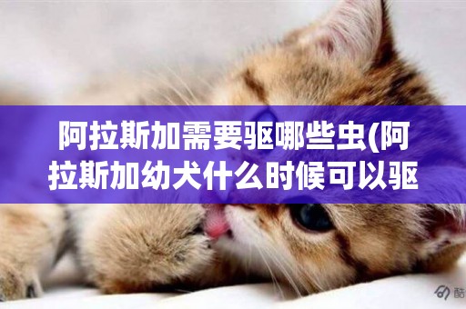 阿拉斯加需要驅哪些蟲(阿拉斯加幼犬什么時候可以驅蟲)