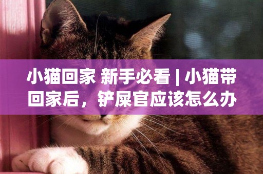 小貓回家 新手必看 | 小貓帶回家后，鏟屎官應該怎么辦？ 