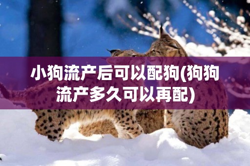 小狗流產后可以配狗(狗狗流產多久可以再配)