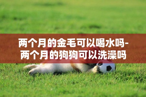 兩個月的金毛可以喝水嗎-兩個月的狗狗可以洗澡嗎