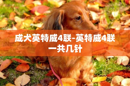 成犬英特威4聯-英特威4聯一共幾針