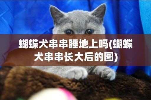 蝴蝶犬串串睡地上嗎(蝴蝶犬串串長大后的圖)