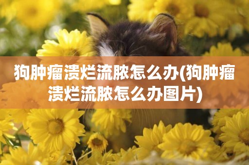 狗腫瘤潰爛流膿怎么辦(狗腫瘤潰爛流膿怎么辦圖片)