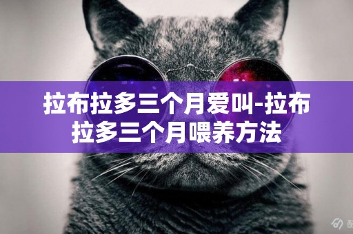 拉布拉多三個月愛叫-拉布拉多三個月喂養方法