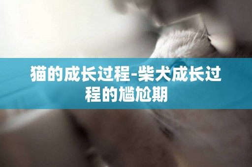 貓的成長過程-柴犬成長過程的尷尬期