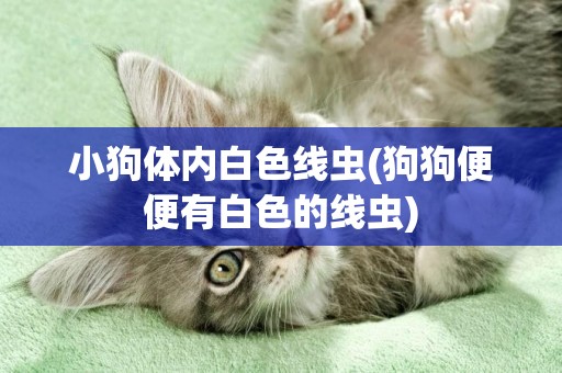 小狗體內白色線蟲(狗狗便便有白色的線蟲)
