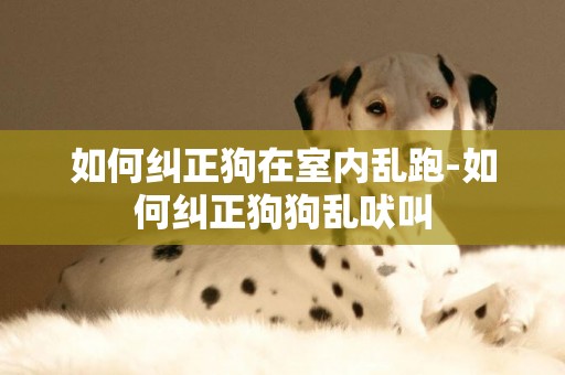 如何糾正狗在室內亂跑-如何糾正狗狗亂吠叫