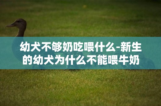 幼犬不夠奶吃喂什么-新生的幼犬為什么不能喂牛奶