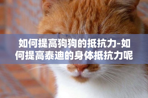 如何提高狗狗的抵抗力-如何提高泰迪的身體抵抗力呢