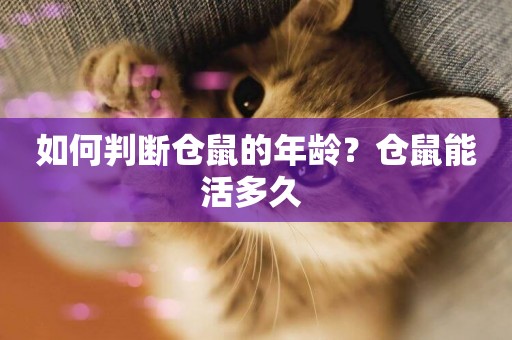 如何判斷倉鼠的年齡？倉鼠能活多久 