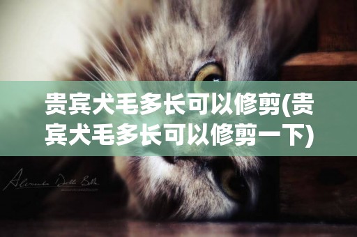 貴賓犬毛多長可以修剪(貴賓犬毛多長可以修剪一下)