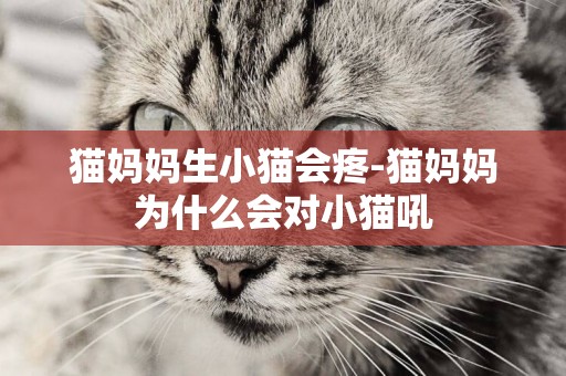 貓媽媽生小貓會疼-貓媽媽為什么會對小貓吼