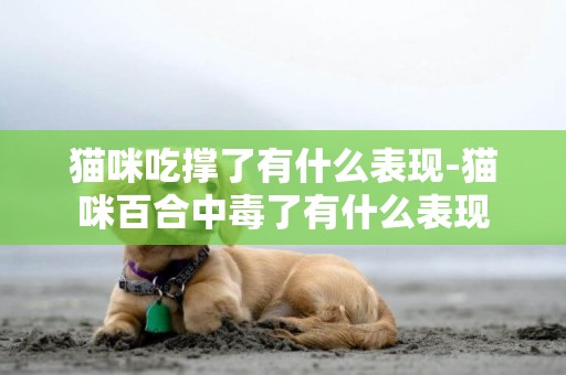 貓咪吃撐了有什么表現-貓咪百合中毒了有什么表現