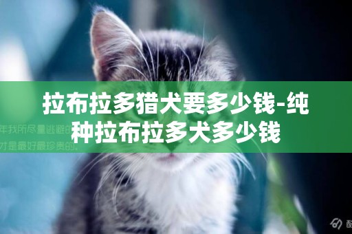 拉布拉多獵犬要多少錢-純種拉布拉多犬多少錢