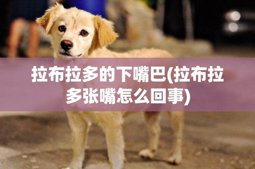 拉布拉多的下嘴巴(拉布拉多張嘴怎么回事)