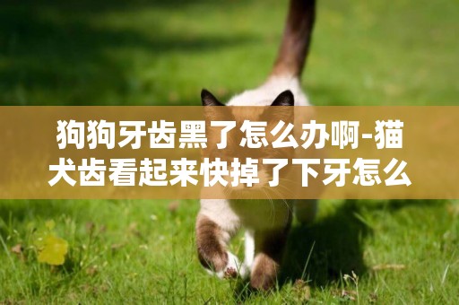狗狗牙齒黑了怎么辦啊-貓犬齒看起來快掉了下牙怎么辦