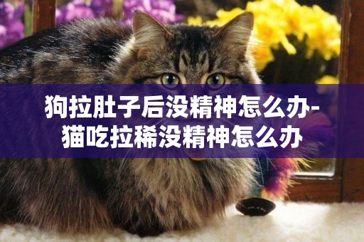 狗拉肚子后沒精神怎么辦-貓吃拉稀沒精神怎么辦