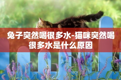 兔子突然喝很多水-貓咪突然喝很多水是什么原因