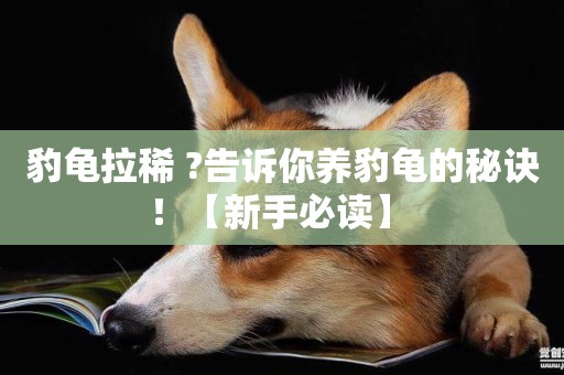 豹龜拉稀 ?告訴你養豹龜的秘訣！【新手必讀】 
