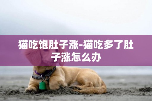 貓吃飽肚子漲-貓吃多了肚子漲怎么辦