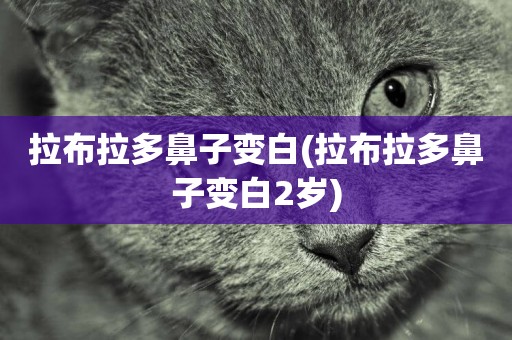 拉布拉多鼻子變白(拉布拉多鼻子變白2歲)