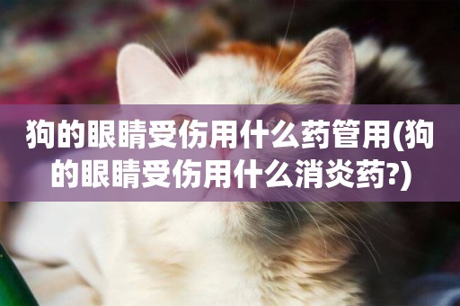 狗的眼睛受傷用什么藥管用(狗的眼睛受傷用什么消炎藥?)