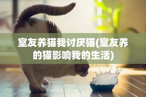室友養貓我討厭貓(室友養的貓影響我的生活)