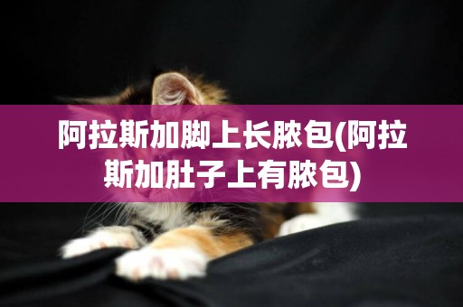 阿拉斯加腳上長膿包(阿拉斯加肚子上有膿包)