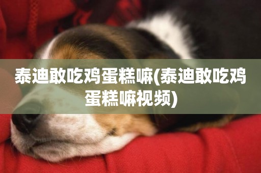 泰迪敢吃雞蛋糕嘛(泰迪敢吃雞蛋糕嘛視頻)