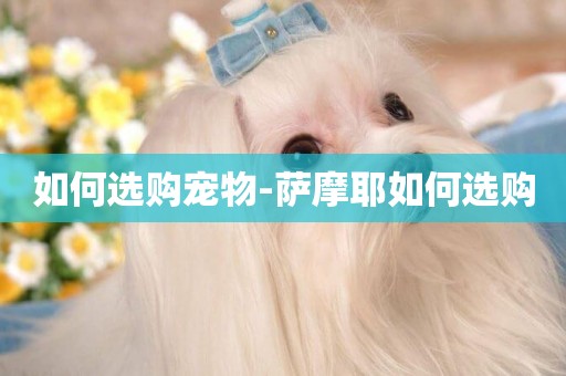 如何選購寵物-薩摩耶如何選購