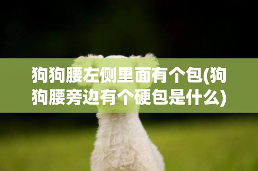 狗狗腰左側里面有個包(狗狗腰旁邊有個硬包是什么)