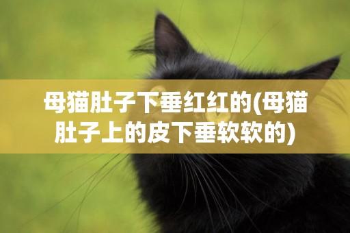 母貓肚子下垂紅紅的(母貓肚子上的皮下垂軟軟的)