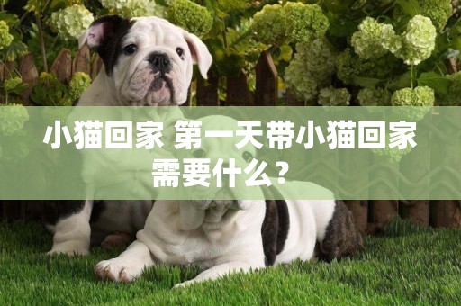 小貓回家 第一天帶小貓回家需要什么？ 