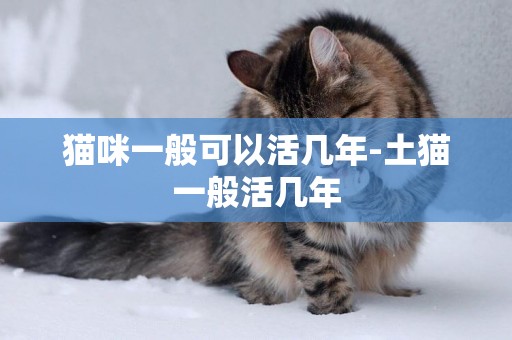 貓咪一般可以活幾年-土貓一般活幾年