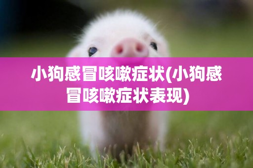 小狗感冒咳嗽癥狀(小狗感冒咳嗽癥狀表現)