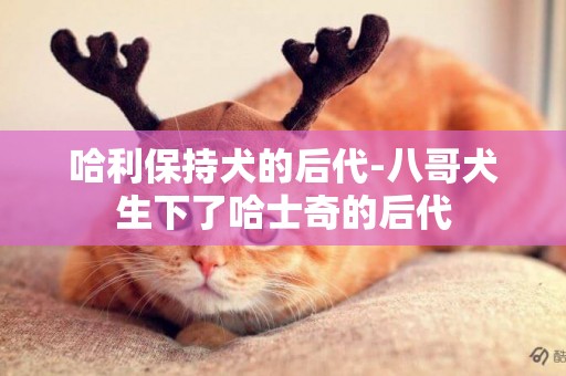 哈利保持犬的后代-八哥犬生下了哈士奇的后代