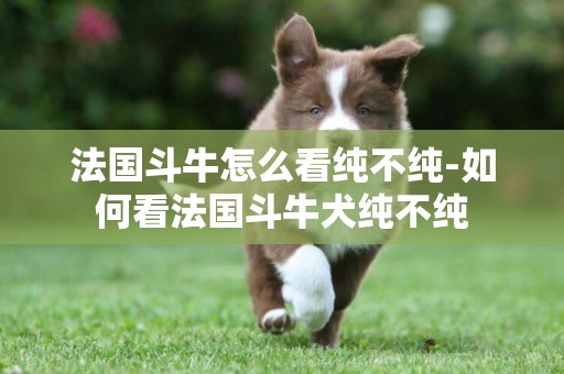 法國斗牛怎么看純不純-如何看法國斗牛犬純不純